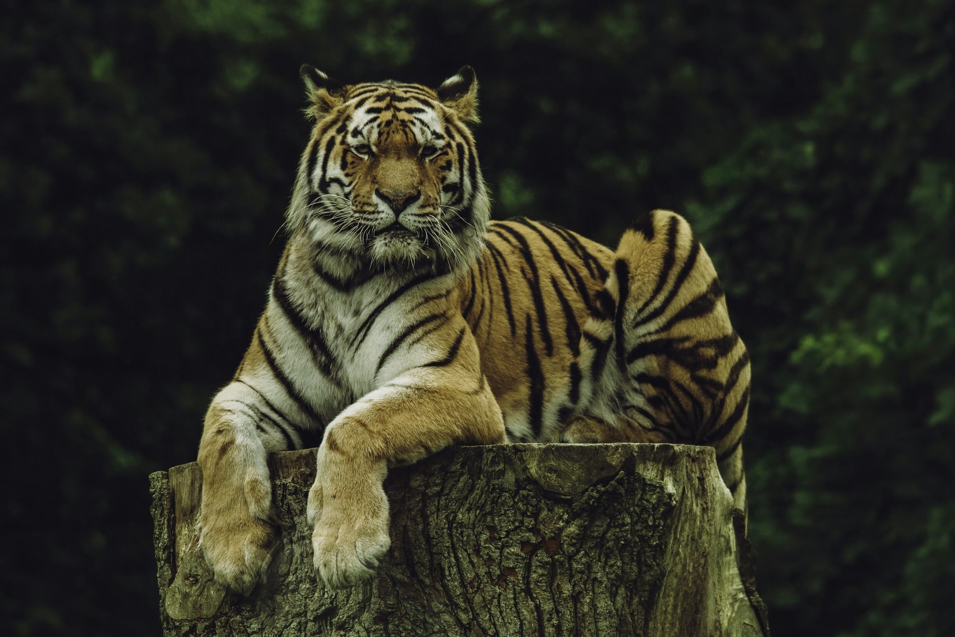Tiger in dense sal forest, Kanha